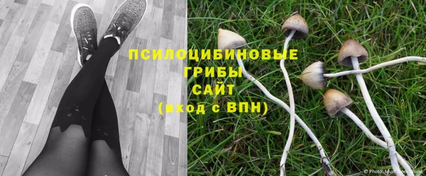 ПСИЛОЦИБИНОВЫЕ ГРИБЫ Сясьстрой